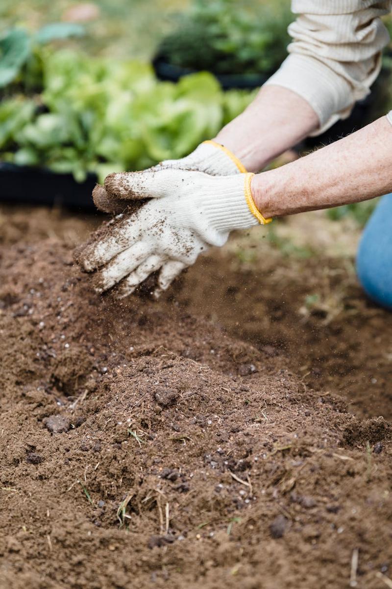 astilbe planting