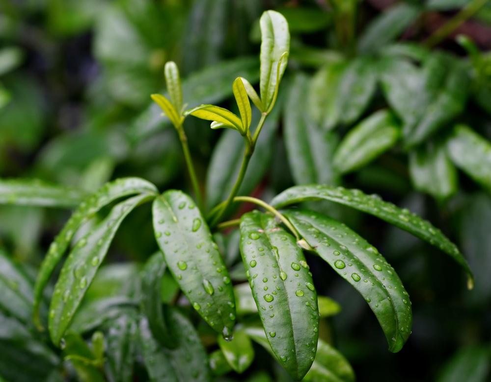 Jak zbierać deszczówkę: praktyczny przewodnik i ekologiczne korzyści